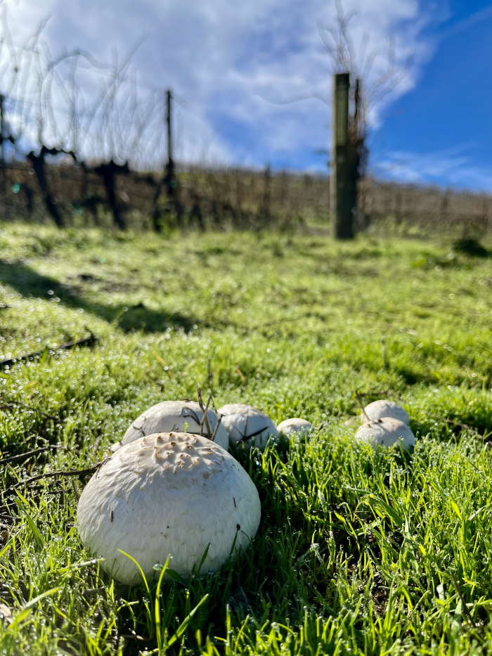 Green Vineyard Jan 2023 - Mushrooms Green Vineyard Jan 2023 - Mushrooms
