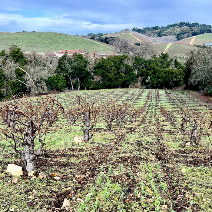 Green Vineyard Jan 2023 - Scruffy Hill Green Vineyard Jan 2023 - Scruffy Hill
