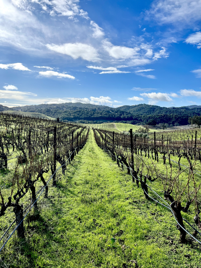 Green Vineyard Jan 2023 - Long View Green Vineyard Jan 2023 - Long View