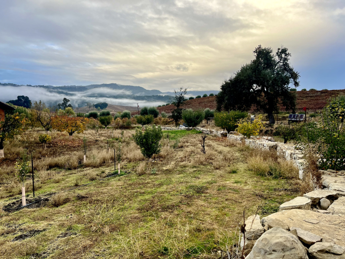 Fog lifting - Biodynamic plantings Fog lifting - Biodynamic plantings