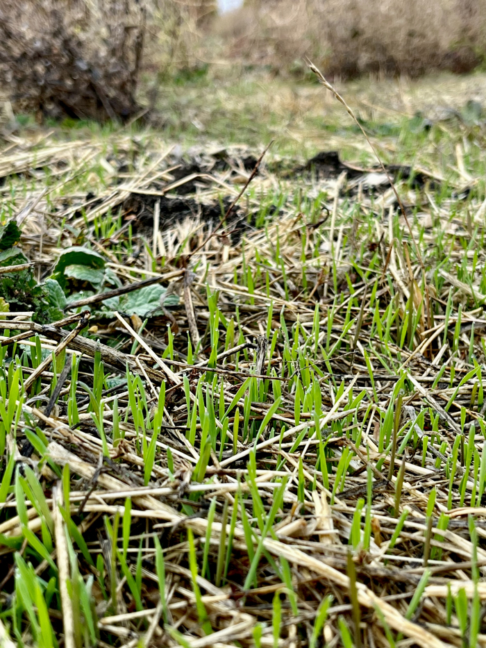 Fog lifting - green grass Fog lifting - green grass