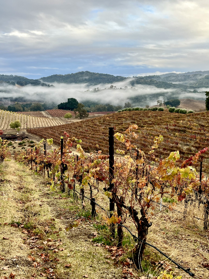 Fog lifting - looking south over Counoise and Syrah Fog lifting - looking south over Counoise and Syrah