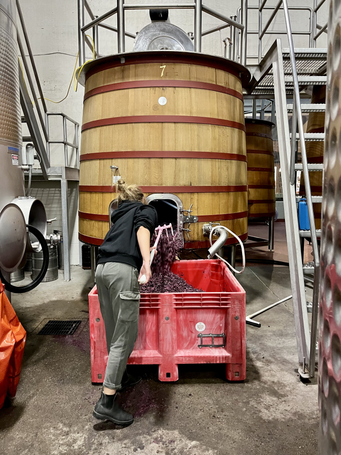 Joanna digging out Mourvedre Joanna digging out Mourvedre