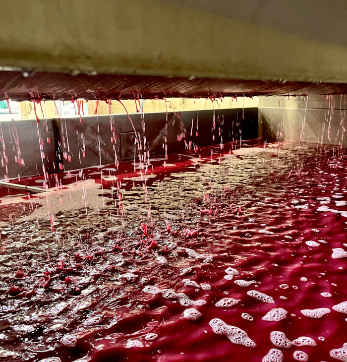 Mourvedre in the press Mourvedre in the press