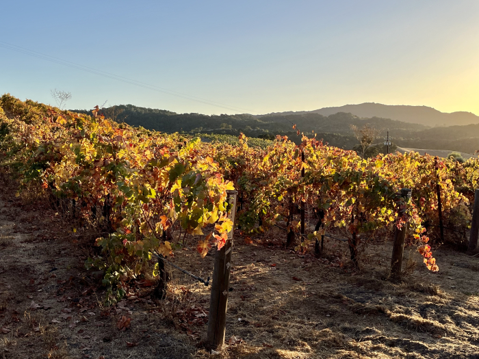 Autumn Syrah and Roussanne Autumn Syrah and Roussanne