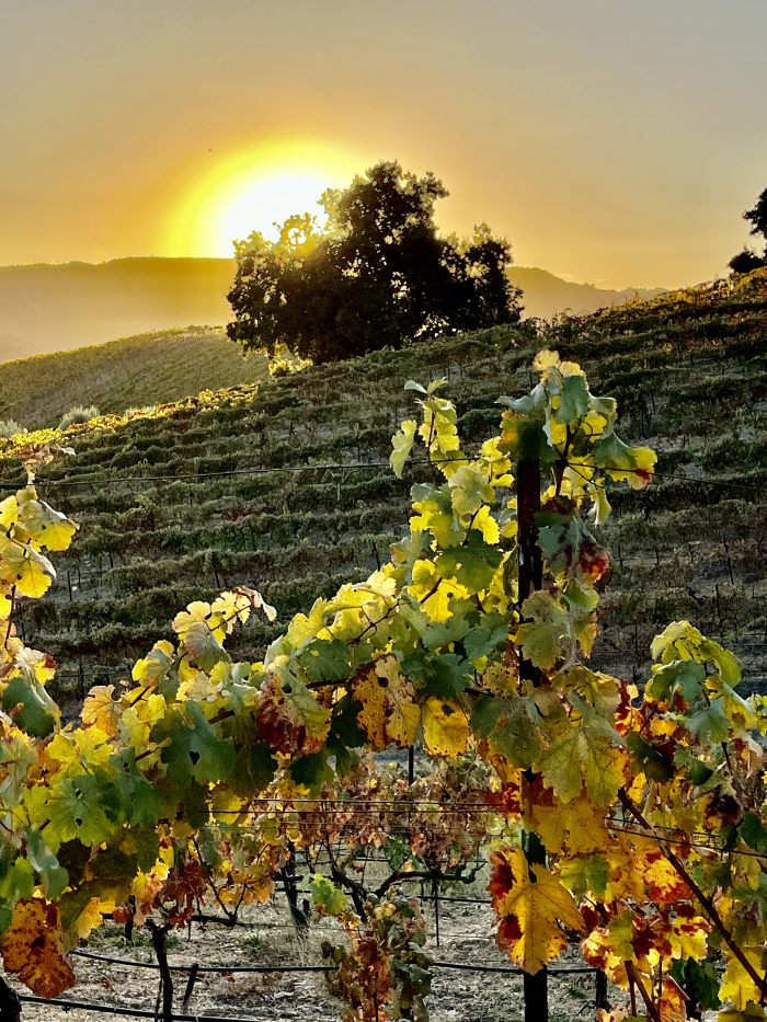 Sunset over Syrah and Grenache Sunset over Syrah and Grenache