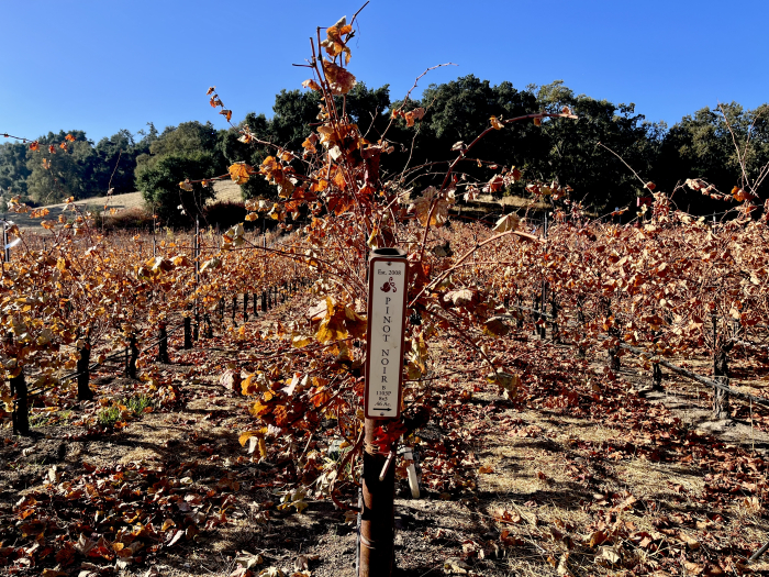 Pinot with brown leaves Pinot with brown leaves