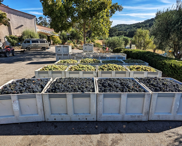 Bins of grapes everywhere Bins of grapes everywhere