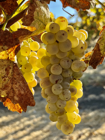 Roussanne cluster Roussanne cluster
