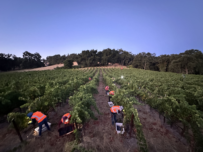 Picking Pinot at Dawn - JL Picking Pinot at Dawn - JL