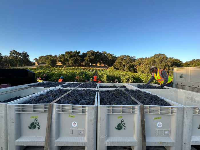Bins of Pinot with David Bins of Pinot with David