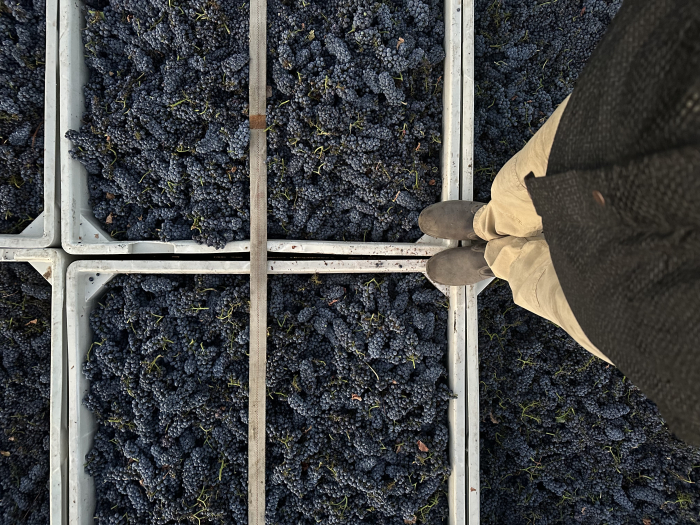 Looking down on Pinot bins - JL Looking down on Pinot bins - JL