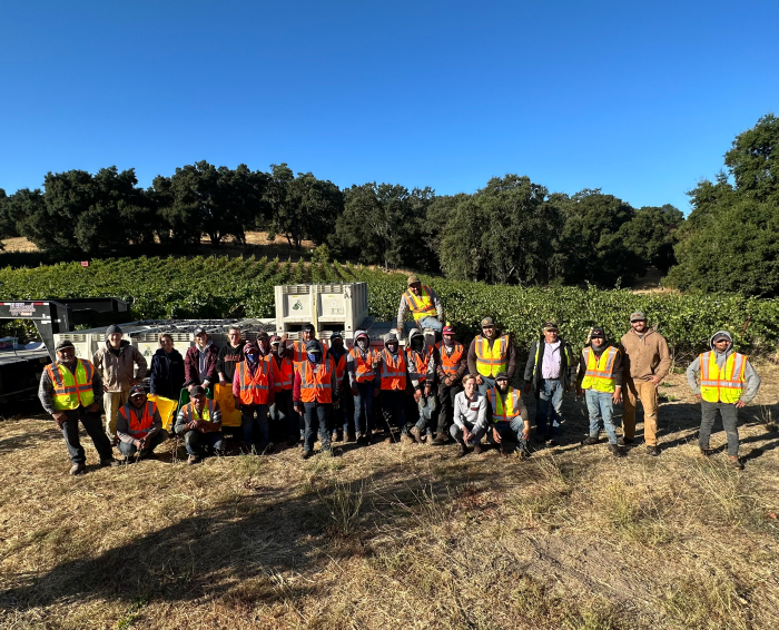 Harvest crew at Haas Vineyard Cropped Harvest crew at Haas Vineyard Cropped