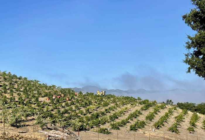 Harvesting Roussanne on Jewel Ridge Harvesting Roussanne on Jewel Ridge