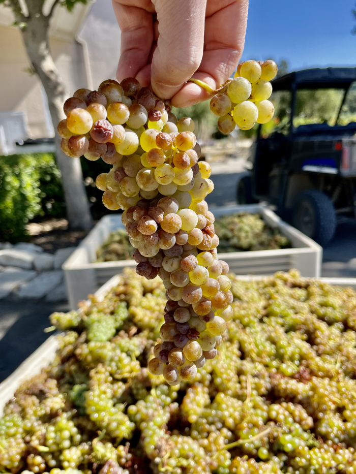Roussanne looking russet Roussanne looking russet