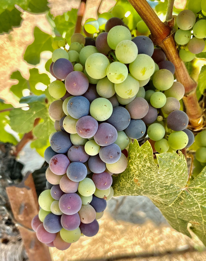 Veraison 2023 - Tannat Veraison 2023 - Tannat