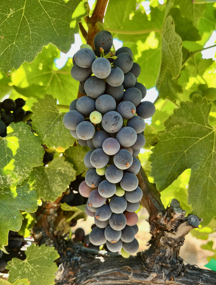 Veraison 2023 - Syrah Veraison 2023 - Syrah