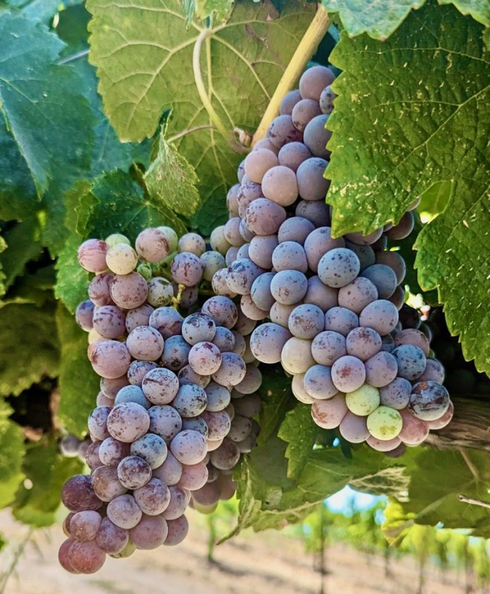 Veraison 2023 - Muscardin Veraison 2023 - Muscardin
