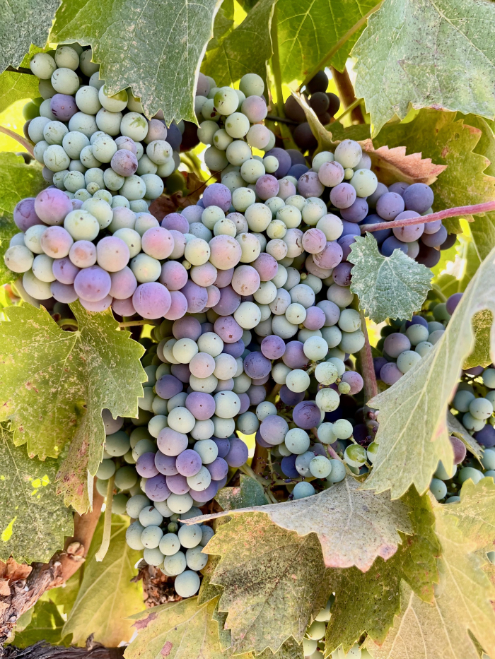 Veraison 2023 - Mourvedre Veraison 2023 - Mourvedre