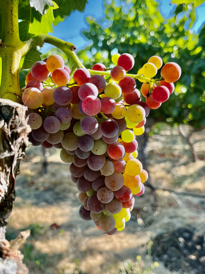 Veraison 2023 - Grenache Veraison 2023 - Grenache