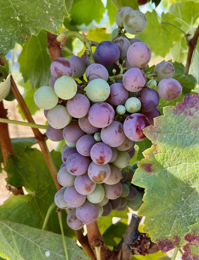 Veraison 2023 - Terret Noir Veraison 2023 - Terret Noir