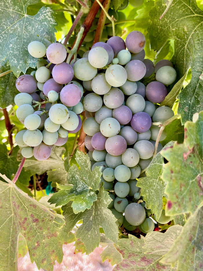 Veraison 2023 - Vaccarese Veraison 2023 - Vaccarese