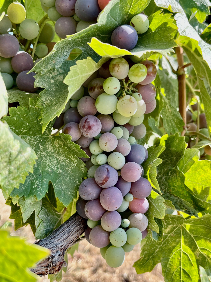 Veraison 2023 - Cinsaut Veraison 2023 - Cinsaut
