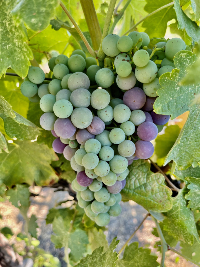 Veraison 2023 - Counoise Veraison 2023 - Counoise