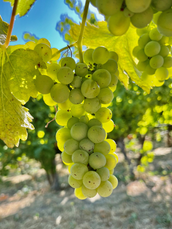 Veraison 2023 - Viognier Veraison 2023 - Viognier