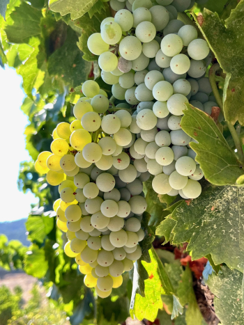 Veraison 2023 - Grenache Blanc Veraison 2023 - Grenache Blanc
