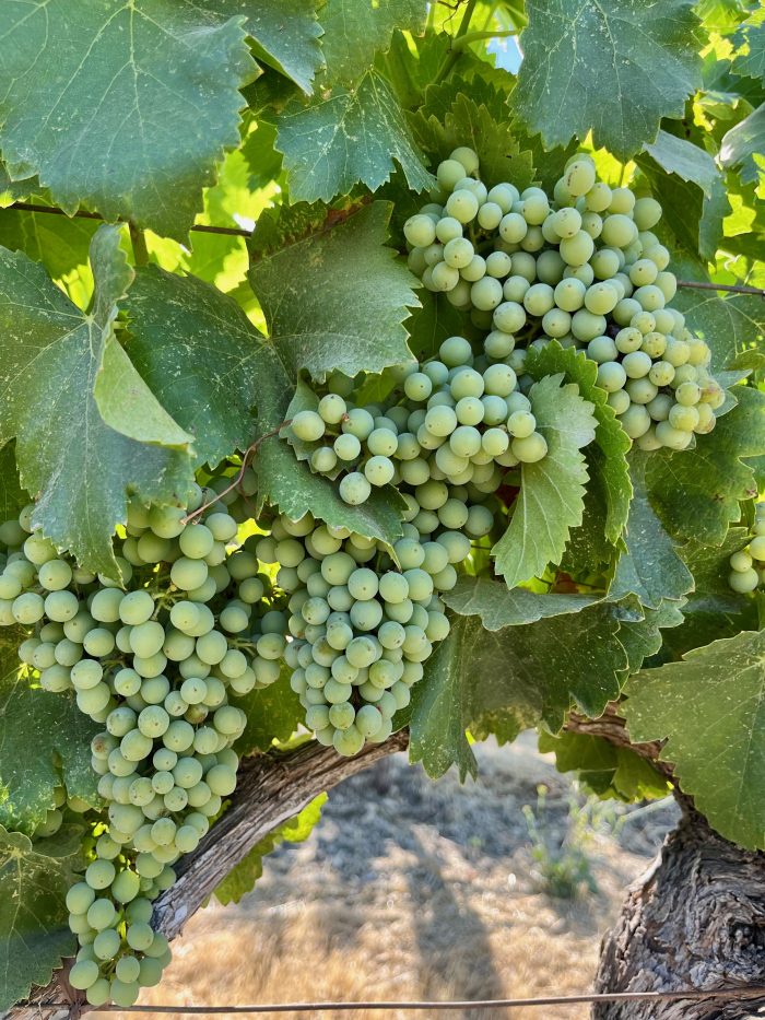 Grenache late July 2023 Grenache late July 2023