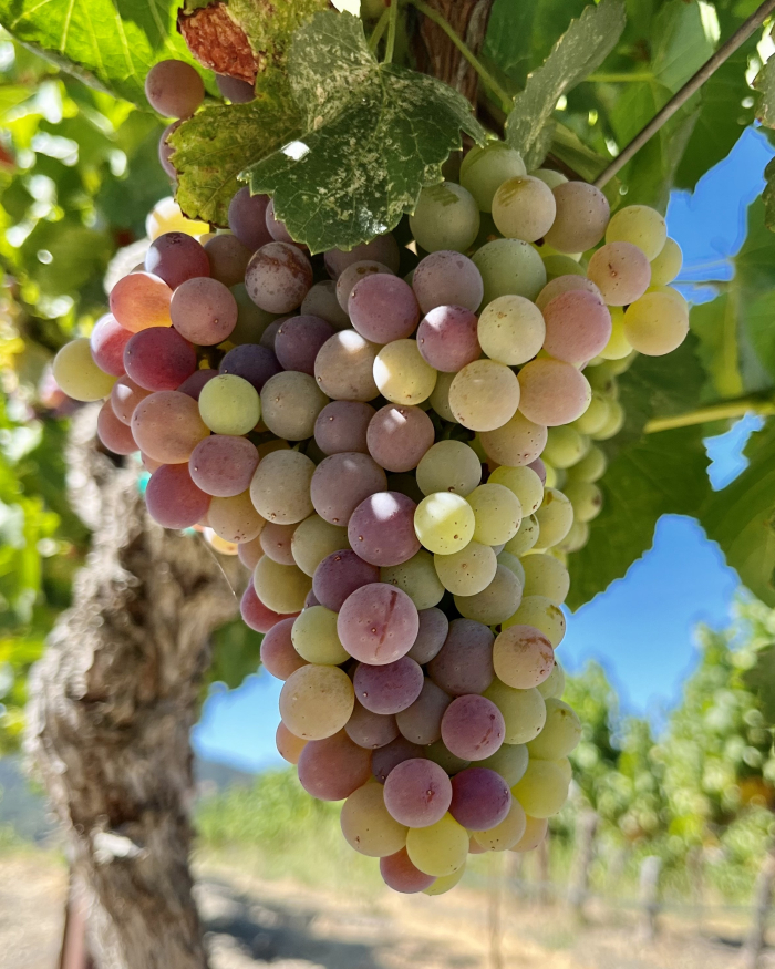 Veraison 2022 - Grenache 2 Veraison 2022 - Grenache 2