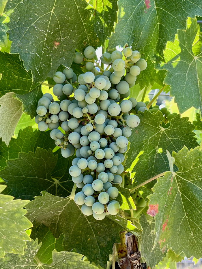 Mourvedre late July 2023 Mourvedre late July 2023