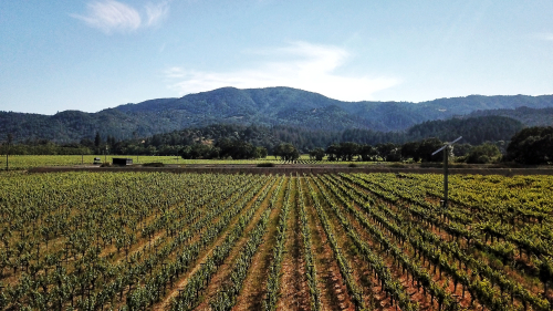 Grgich Hills Vineyard at Rutherford Grgich Hills Vineyard at Rutherford
