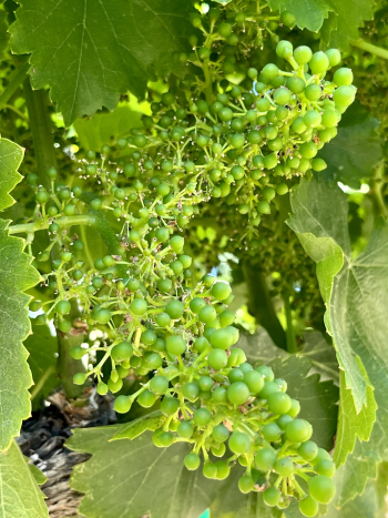 Solstice 2023 - Grenache Solstice 2023 - Grenache