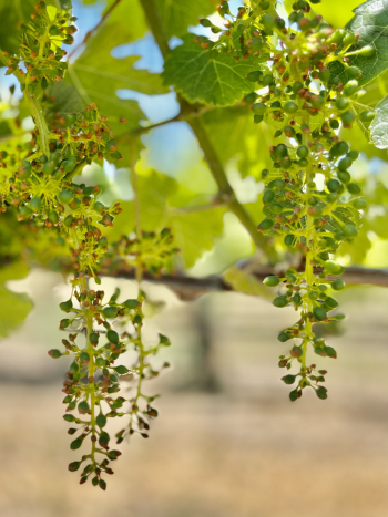 Solstice 2023 - Syrah Solstice 2023 - Syrah