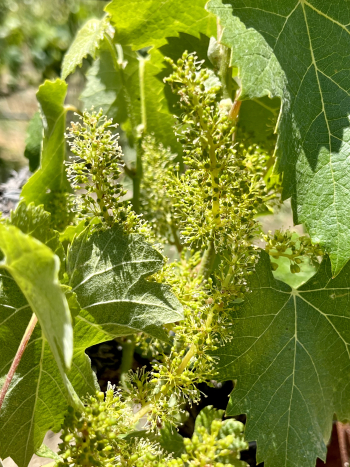 Solstice 2023 - Mourvedre Solstice 2023 - Mourvedre