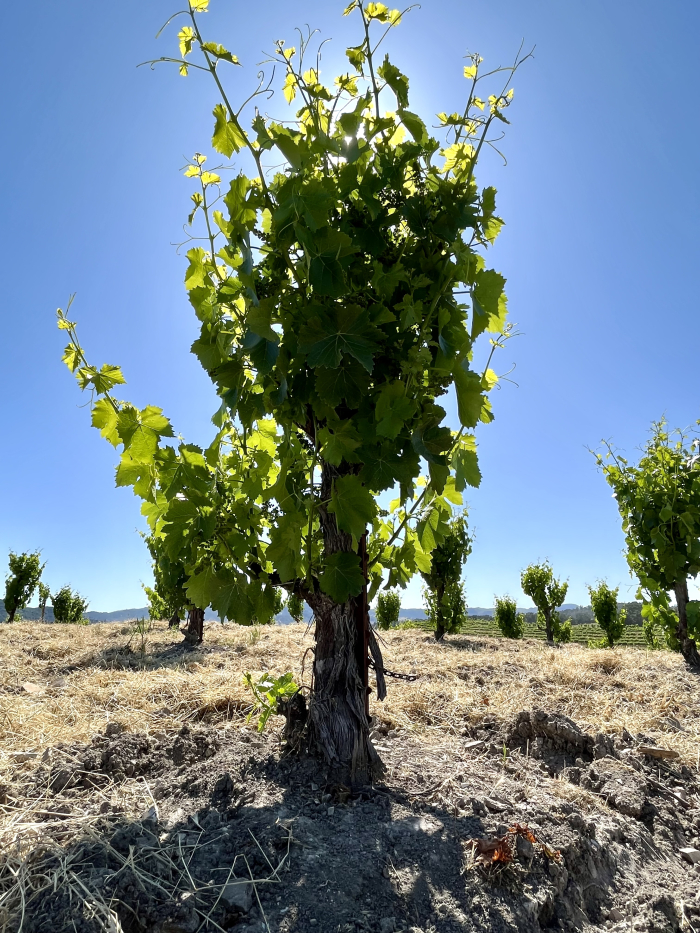 Solstice 2023 - Head-trained Grenache Solstice 2023 - Head-trained Grenache