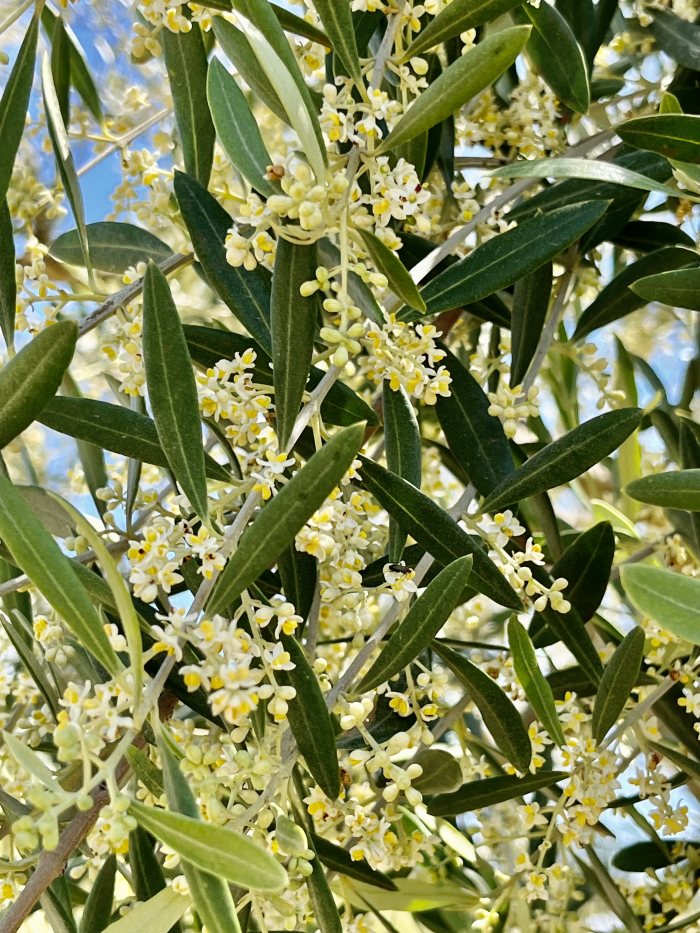 Solstice 2023 - Olive flowering Solstice 2023 - Olive flowering
