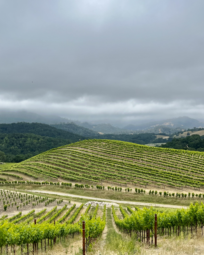 Cinsaut and Stormy Skies June 5 Cinsaut and Stormy Skies June 5