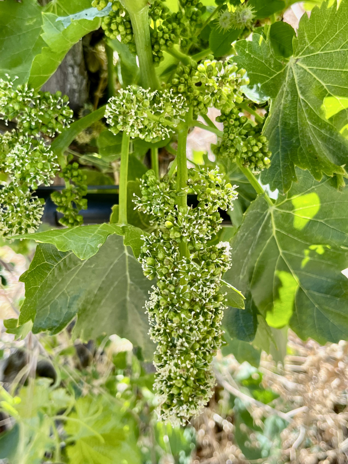 Flowering 2023 - Grenache 1 Flowering 2023 - Grenache 1