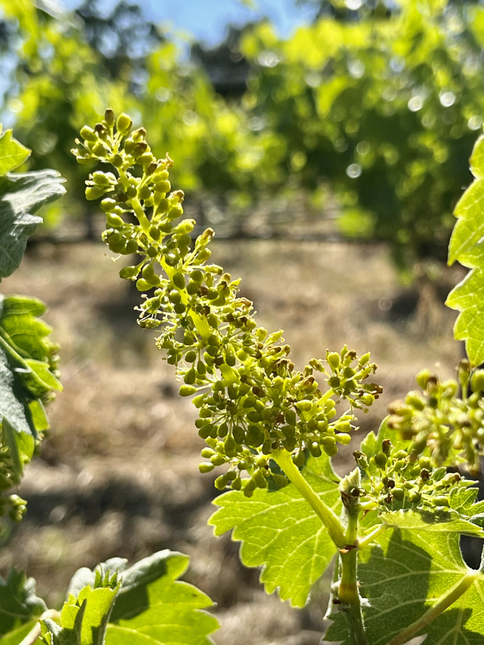 Flowering 2023 - Viognier 1 Flowering 2023 - Viognier 1