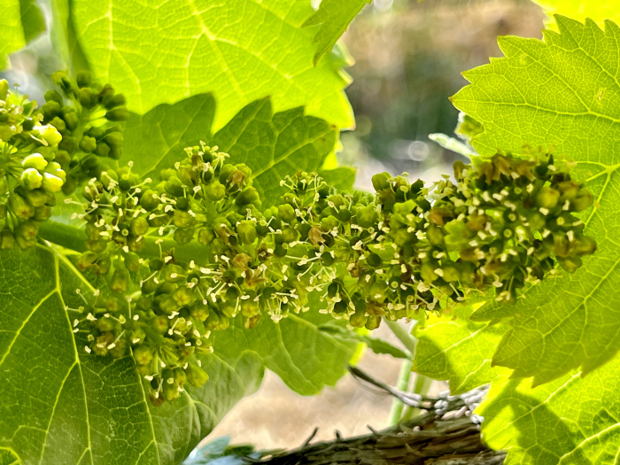 Flowering 2023 - Grenache 2 Flowering 2023 - Grenache 2