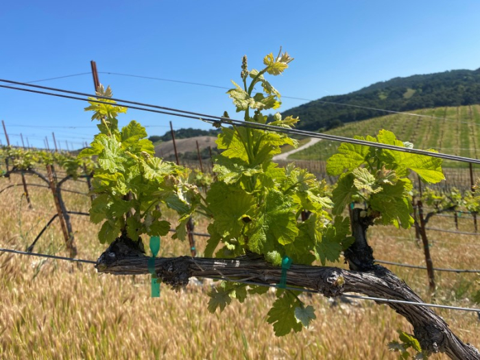 Budbreak 2023 - Bourboulenc 2022 Budbreak 2023 - Bourboulenc 2022