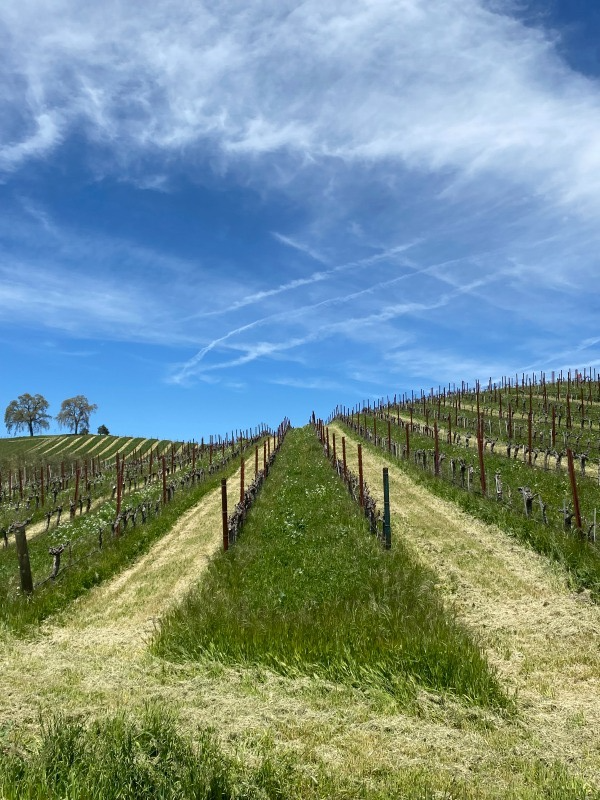 Budbreak 2023 - Newly mown Grenache Budbreak 2023 - Newly mown Grenache