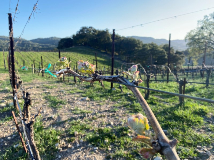 Budbreak 2023 - Viognier 2022 Budbreak 2023 - Viognier 2022