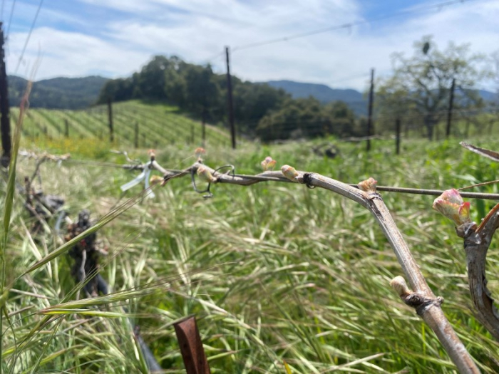 Budbreak 2023 - Viognier Budbreak 2023 - Viognier