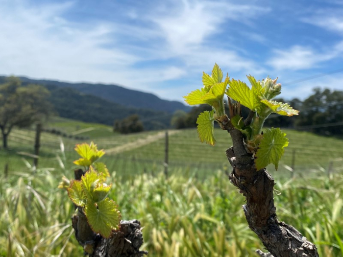 Budbreak 2023 - Grenache Budbreak 2023 - Grenache