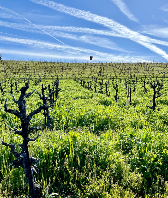 Deep cover crop in dormant Tannat April 2023 Deep cover crop in dormant Tannat April 2023