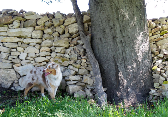 Sadie camouflaged against stone wall Sadie camouflaged against stone wall
